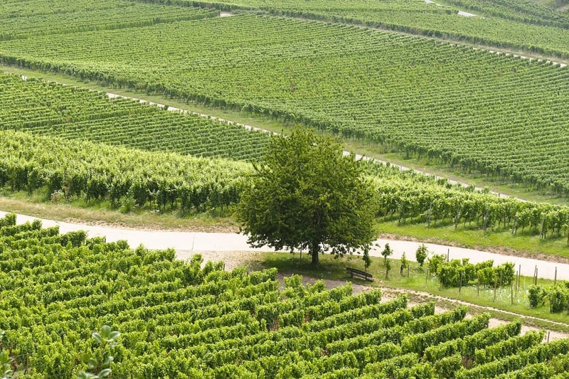 Vintage Winery